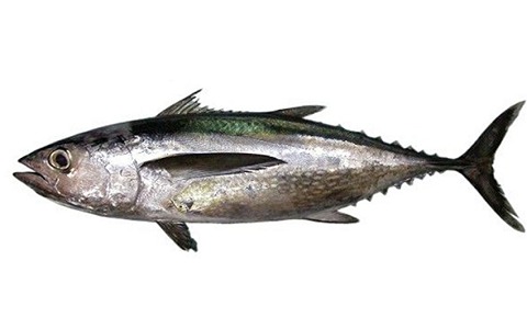 https://shp.aradbranding.com/قیمت ماهی هوور بندرعباس + خرید باور نکردنی